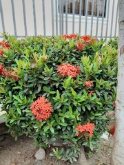 Ixora