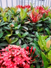 Ixora