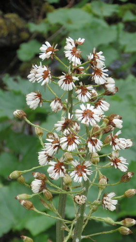deväťsil Kablíkovej (Petasites kablikianus)