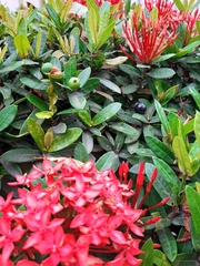 Ixora