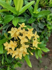 Ixora