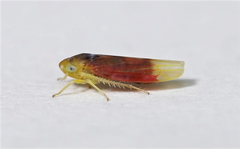 Erythridula crevecoeuri