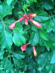 Campsis radicans