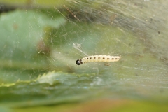 Yponomeuta evonymella