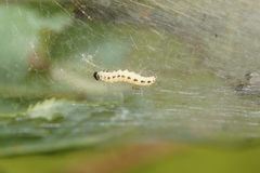 Yponomeuta evonymella