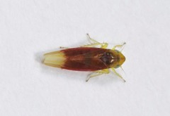 Erythridula crevecoeuri