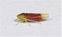 Erythridula crevecoeuri