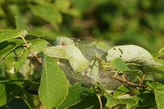 Yponomeuta evonymella