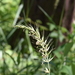 California Bottle-brush Grass - Photo (c) Benjamin J. Dion, some rights reserved (CC BY-NC-SA), uploaded by Benjamin J. Dion