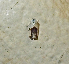 Ponometia cuta
