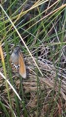 Coenonympha gardetta darwiniana