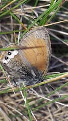 Coenonympha gardetta darwiniana