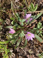 Lewisia