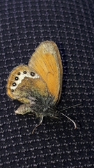 Coenonympha gardetta darwiniana