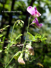 Lathyrus sylvestris