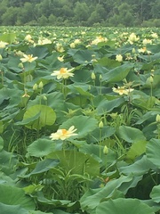 Nelumbo lutea