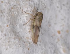 Agallia albidula