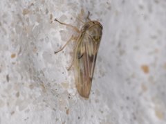 Agallia albidula