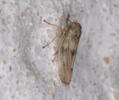 Agallia albidula