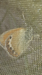 Coenonympha gardetta darwiniana