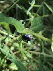 Adomerus biguttatus