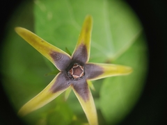 Gonolobus suberosus suberosus