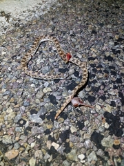 Phyllorhynchus decurtatus