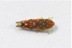 Erythroneura rubra