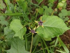 Gonolobus suberosus suberosus