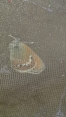 Coenonympha gardetta darwiniana