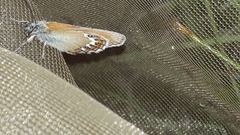 Coenonympha gardetta darwiniana