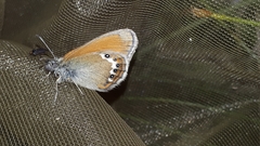 Coenonympha gardetta darwiniana