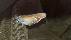 Coenonympha gardetta darwiniana