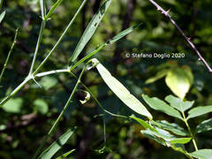 Lathyrus sylvestris