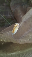 Coenonympha gardetta darwiniana