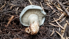 Hygrophorus caeruleus
