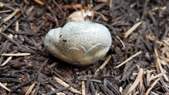Hygrophorus caeruleus