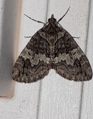 Hydriomena transfigurata