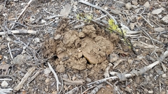 Butyriboletus primiregius