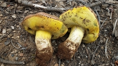 Butyriboletus primiregius