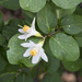 California Snowdrop Bush - Photo (c) tonky, some rights reserved (CC BY-NC), uploaded by tonky