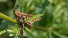 Korscheltellus fusconebulosa