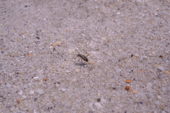 Ellipsoptera marginata