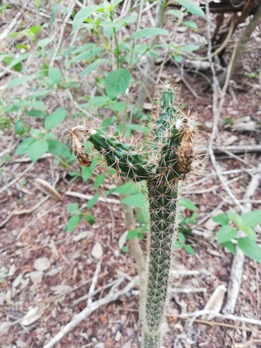 Acanthocereus oaxacensis