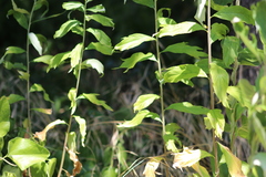 Maytenus boaria