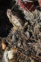 Phrynosoma braconnieri