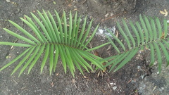 Zamia loddigesii