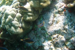 Plagiotremus ewaensis