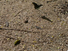Battus polydamas