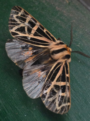 Apantesis ornata